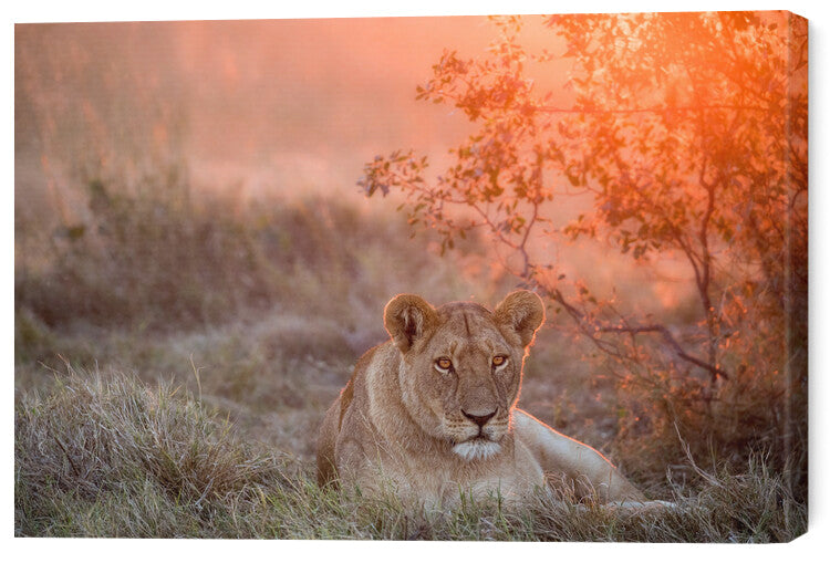 Leinwand Poster, Bilder Sunset Lioness, Alessandro Catta, 60 × 40 cm