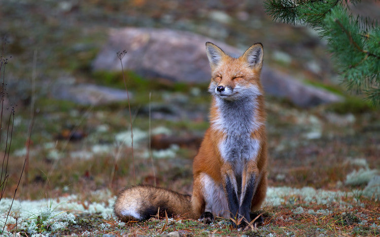Leinwand Poster, Bilder Fox Zen - Algonquin Park, Jim Cumming, 90 × 55 cm