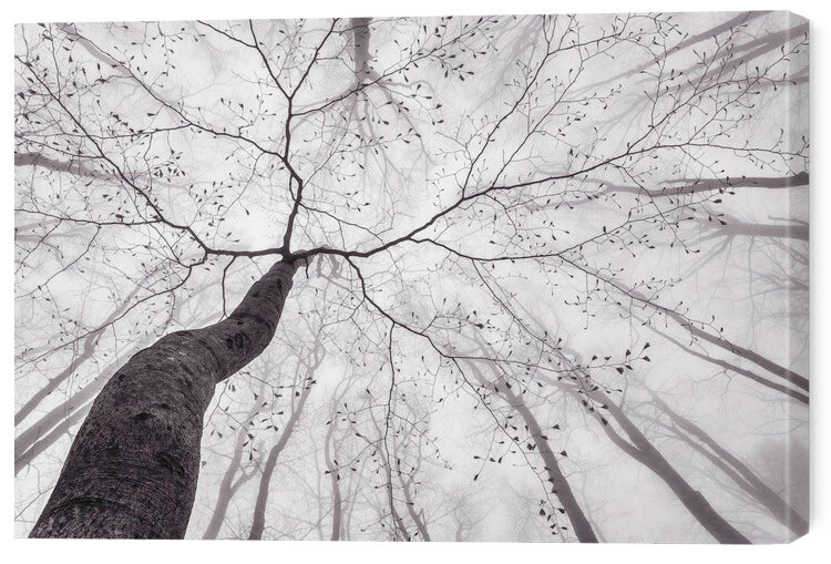 Leinwand Poster, Bilder A view of the tree crown, Tom Pavlasek, 60 × 40 cm