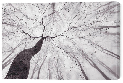 Leinwand Poster, Bilder A view of the tree crown, Tom Pavlasek, 60 × 40 cm