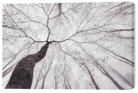 Leinwand Poster, Bilder A view of the tree crown, Tom Pavlasek, 60 × 40 cm