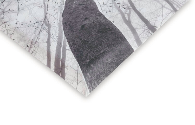 Leinwand Poster, Bilder A view of the tree crown, Tom Pavlasek, 60 × 40 cm