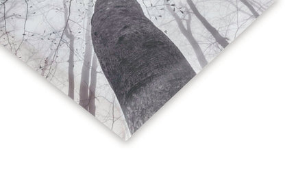 Leinwand Poster, Bilder A view of the tree crown, Tom Pavlasek, 60 × 40 cm