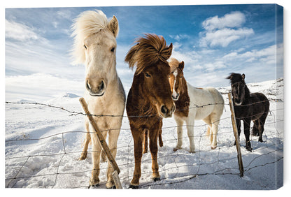 Leinwand Poster, Bilder Icelandic Hair Style, Mike Leske, 60 × 40 cm