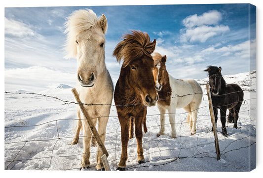 Leinwand Poster, Bilder Icelandic Hair Style, Mike Leske, 60 × 40 cm