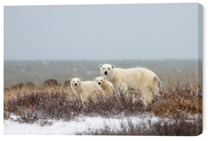 Leinwand Poster, Bilder Bear family, Alessandro Catta, 60 × 40 cm