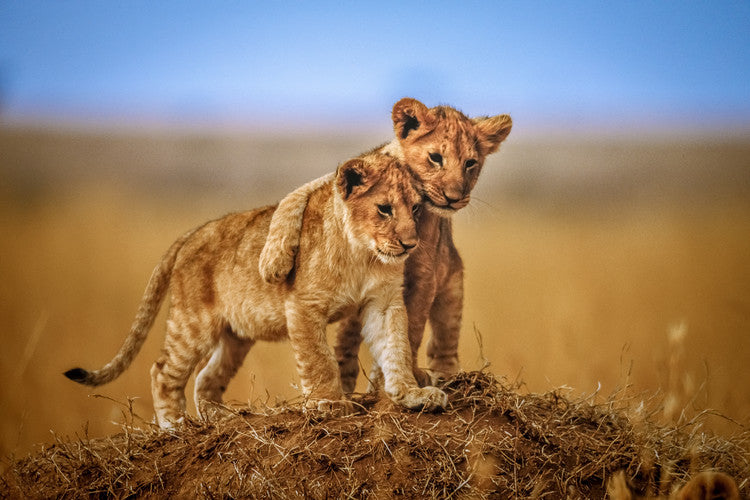 Leinwand Poster, Bilder Brothers for Life, Jeffrey C. Sink, 90 × 60 cm