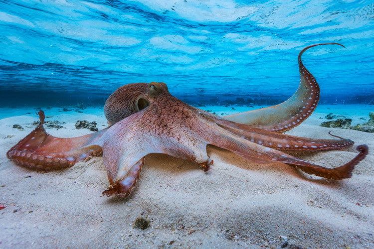 Leinwand Poster, Bilder Octopus, Barathieu Gabriel, 60 × 40 cm