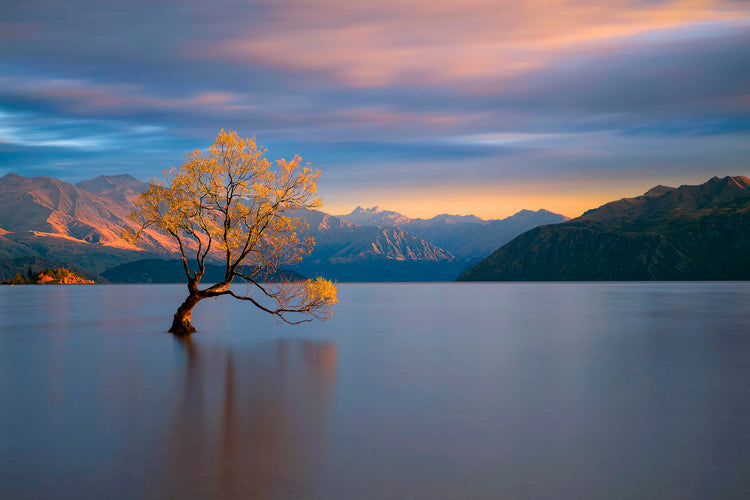 Leinwand Poster, Bilder Morning Glow, Renee Doyle, 90 × 60 cm