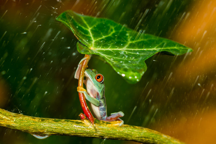 Leinwand Poster, Bilder Ohh Noo :( It's Raining, Kutub Uddin, 90 × 60 cm