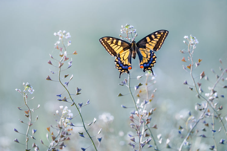 Leinwand Poster, Bilder Swallowtail beauty, Petar Sabol, 60 × 40 cm