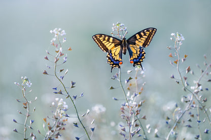Leinwand Poster, Bilder Swallowtail beauty, Petar Sabol, 60 × 40 cm