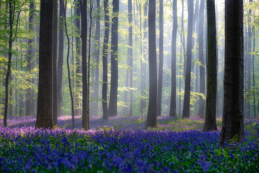 Leinwand Poster, Bilder Bluebells, Adrian Popan, 90 × 60 cm