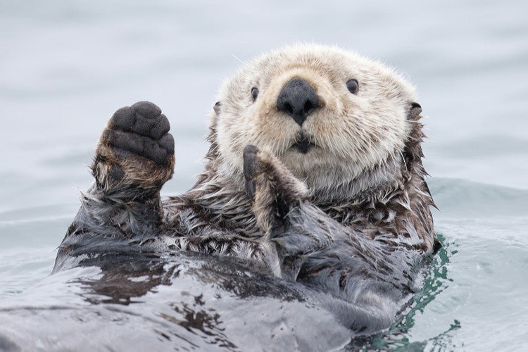 Leinwand Poster, Bilder Yesterday I caught a fish thiiis big! - Otter. Alaska, Roman Golubenko, 90 × 60 cm