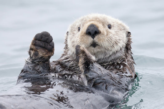 Leinwand Poster, Bilder Yesterday I caught a fish thiiis big! - Otter. Alaska, Roman Golubenko, 90 × 60 cm