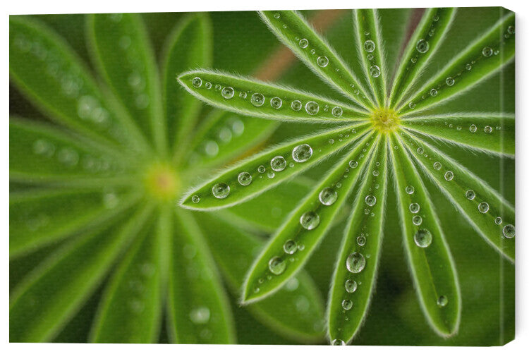 Leinwand Poster, Bilder Pearly Lupine, Joshua Raif, 60 × 40 cm