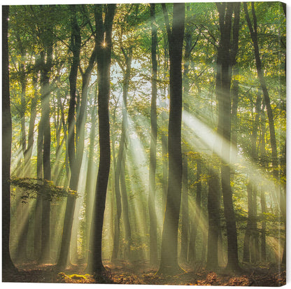 Leinwand Poster, Bilder Sunny start to the day ........, Piet Haaksma, 60 × 60 cm