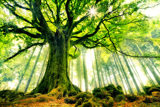 Leinwand Poster, Bilder Ponthus' Beech, Christophe Kiciak, 90 × 60 cm
