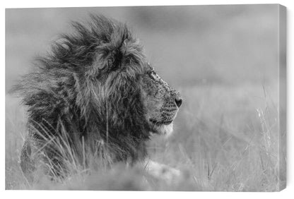 Leinwand Poster, Bilder The king is alone, Massimo Mei, 60 × 40 cm
