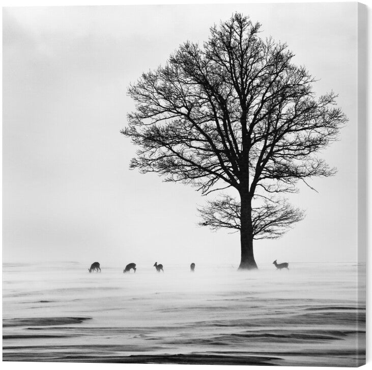 Leinwand Poster, Bilder Roes, dansiga, 60 × 60 cm