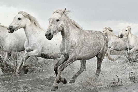 White Horses Poster, Plakat, 91.5 × 61 cm