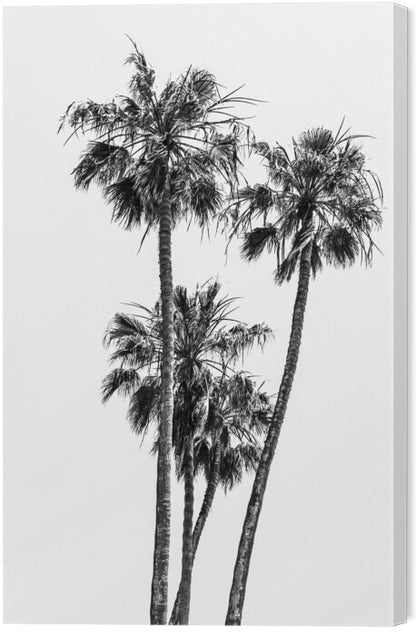 Leinwand Poster, Bilder Lovely Palm Trees | monochrome, Melanie Viola, 40 × 60 cm