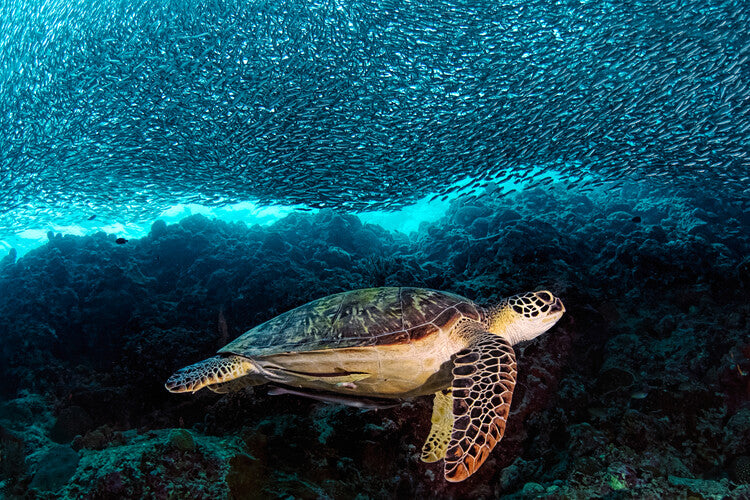 Leinwand Poster, Bilder Turtle and Sardines, Henry Jager, 60 × 40 cm