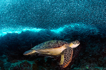 Leinwand Poster, Bilder Turtle and Sardines, Henry Jager, 60 × 40 cm