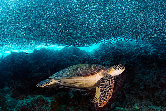Leinwand Poster, Bilder Turtle and Sardines, Henry Jager, 60 × 40 cm