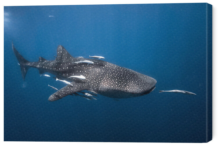 Leinwand Poster, Bilder Whale shark, Barathieu Gabriel, 60 × 40 cm