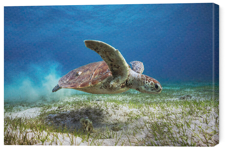 Leinwand Poster, Bilder Take off, Barathieu Gabriel, 60 × 40 cm