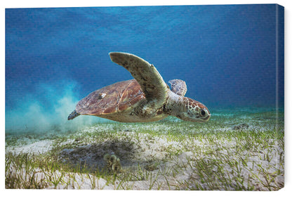 Leinwand Poster, Bilder Take off, Barathieu Gabriel, 60 × 40 cm