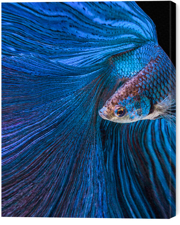 Leinwand Poster, Bilder Blue Moon, Andi Halil, 50 × 60 cm