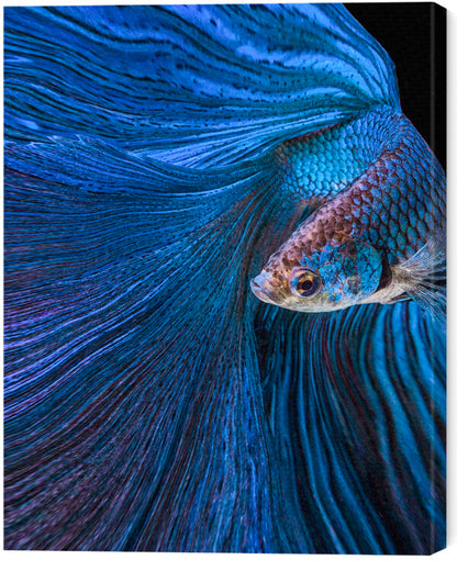 Leinwand Poster, Bilder Blue Moon, Andi Halil, 50 × 60 cm