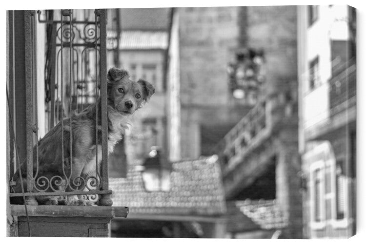 Leinwand Poster, Bilder Dog looks out, K|K - Carlos, 70 × 50 cm