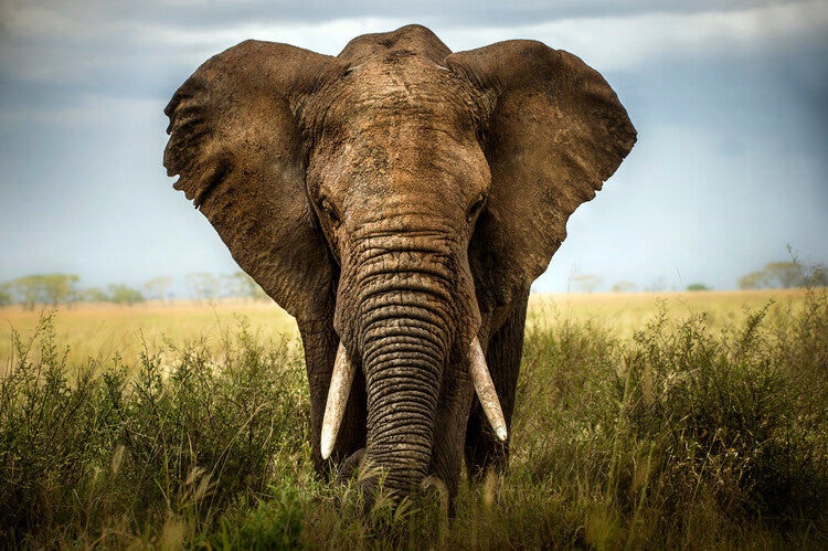 Leinwand Poster, Bilder Encounters in Serengeti, Alberto Ghizzi Panizza, 90 × 60 cm