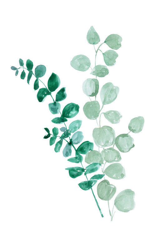 Leinwand Poster, Bilder Eucalyptus two ways, Blursbyai, 60 × 90 cm