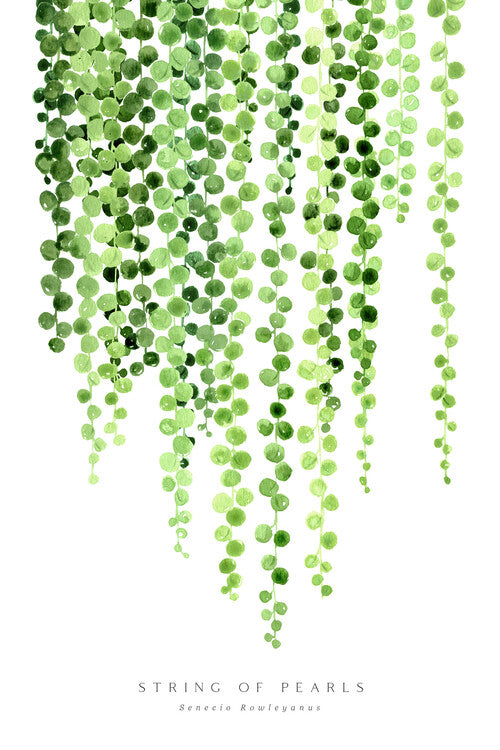 Leinwand Poster, Bilder Watercolor string of pearls illustration, Blursbyai, 60 × 90 cm